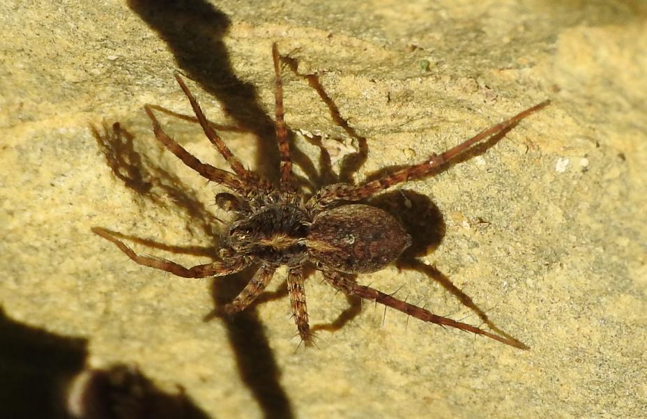 Lycosidae nella lettiera: Paedosa sp., maschio subadulto - Gorgoglione (MT)